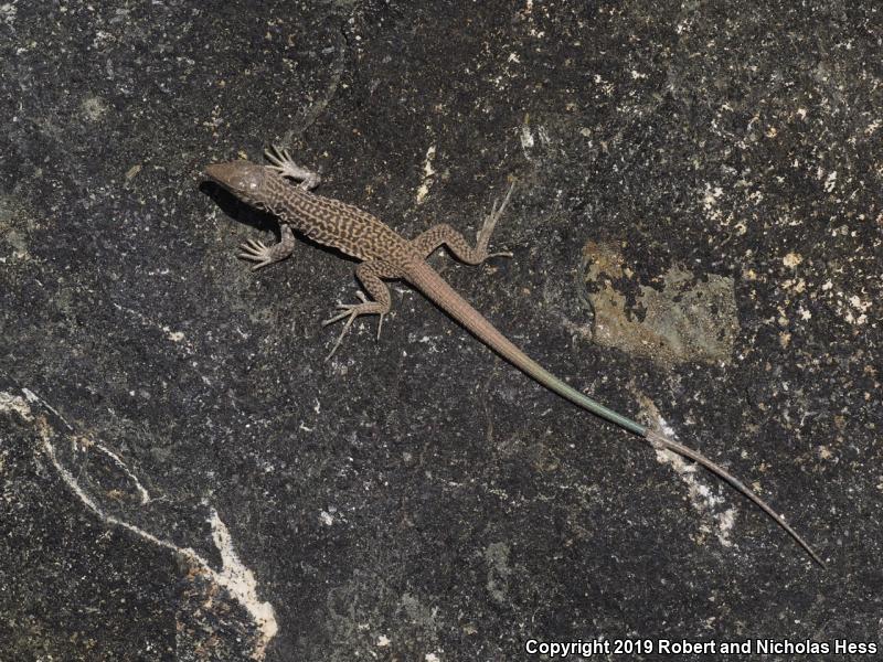 Coastal Whiptail (Aspidoscelis tigris stejnegeri)