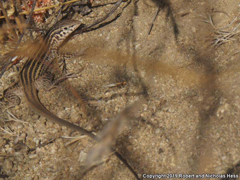 Coastal Whiptail (Aspidoscelis tigris stejnegeri)