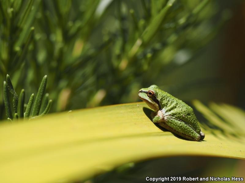 Northern Pacific Treefrog (Pseudacris regilla)