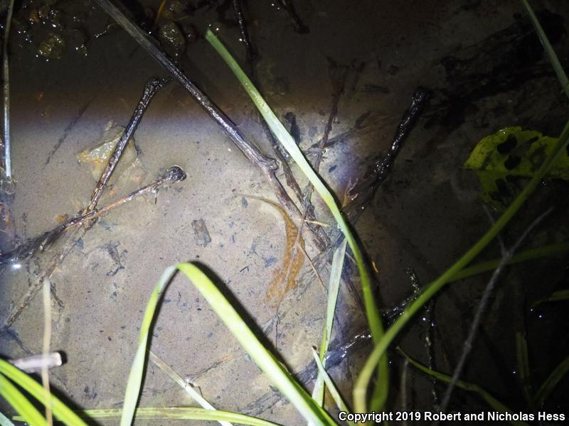 Coastal Giant Salamander (Dicamptodon tenebrosus)