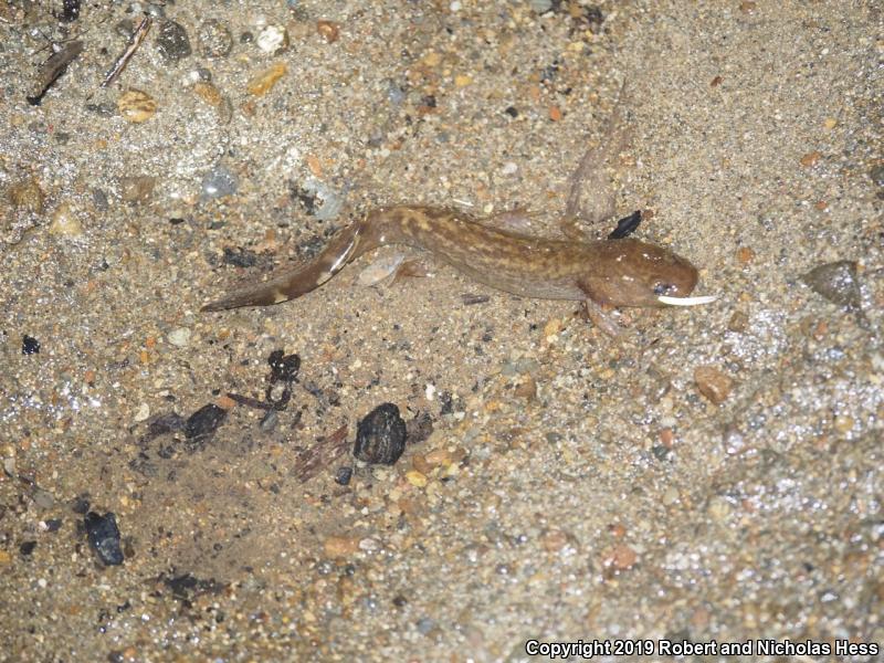 Coastal Giant Salamander (Dicamptodon tenebrosus)