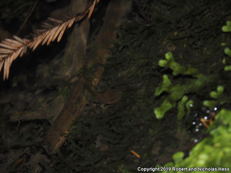 Coastal Giant Salamander (Dicamptodon tenebrosus)