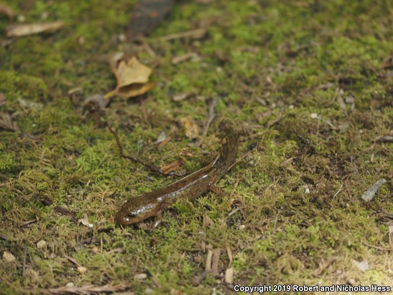 Coastal Giant Salamander (Dicamptodon tenebrosus)