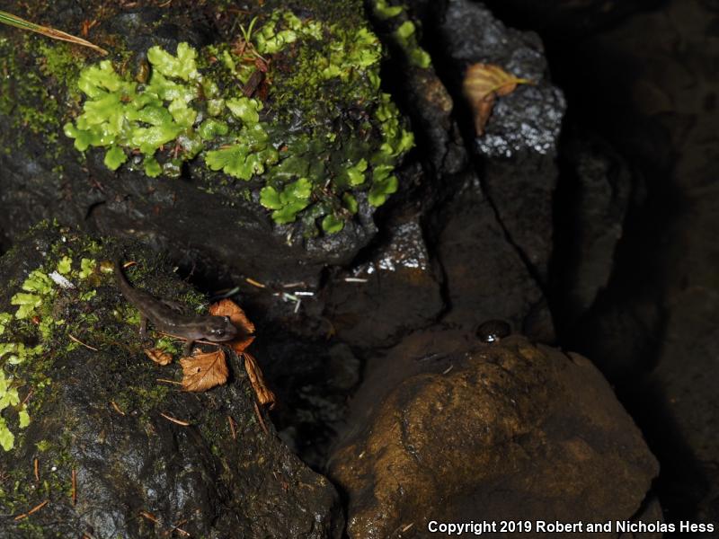 Coastal Giant Salamander (Dicamptodon tenebrosus)