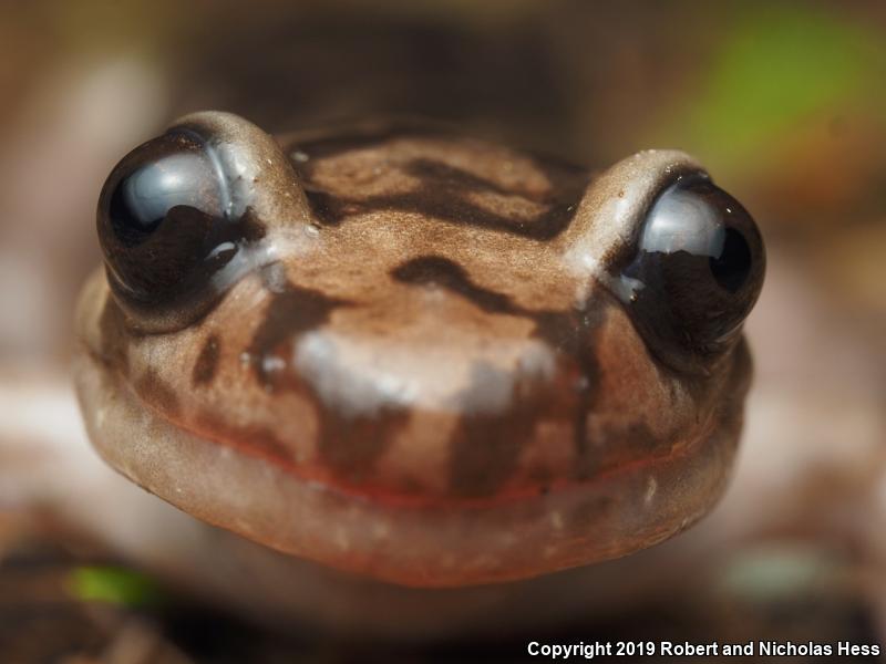 Coastal Giant Salamander (Dicamptodon tenebrosus)