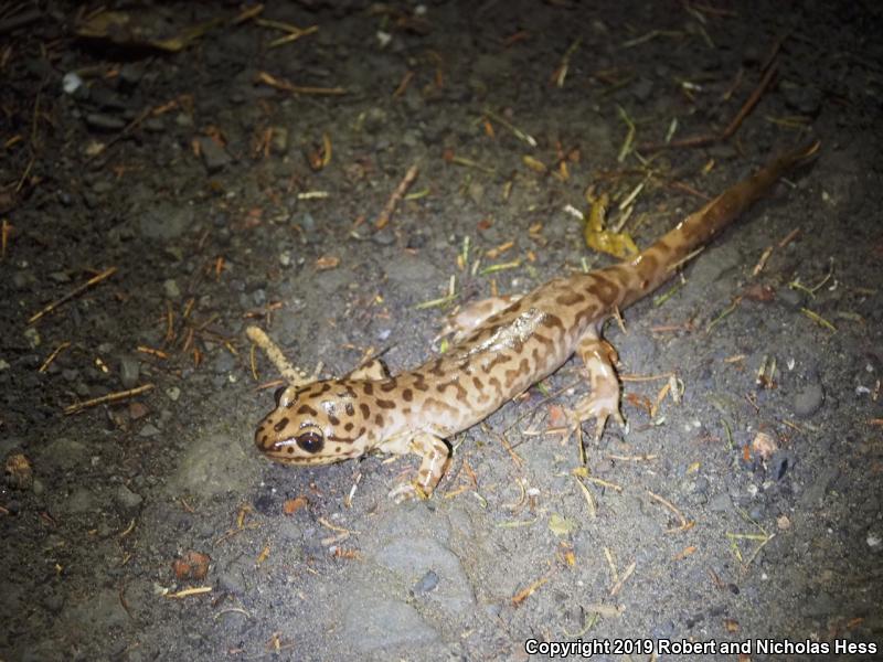 Coastal Giant Salamander (Dicamptodon tenebrosus)