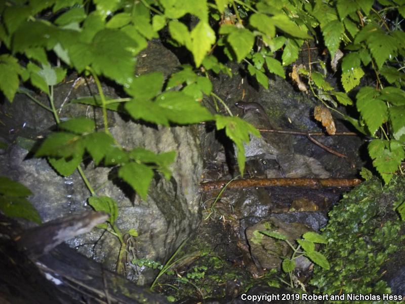 Coastal Giant Salamander (Dicamptodon tenebrosus)