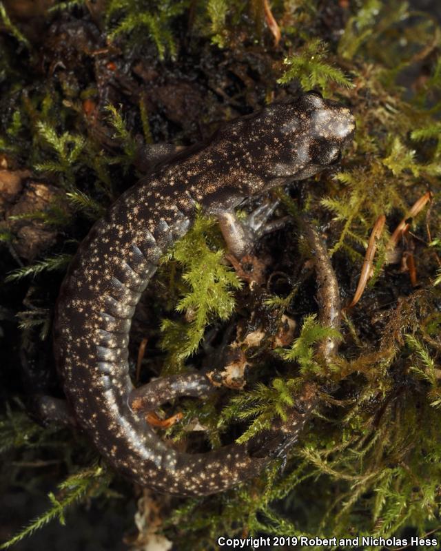 Wandering Salamander (Aneides vagrans)