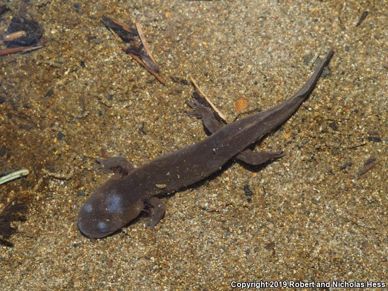 Coastal Giant Salamander (Dicamptodon tenebrosus)