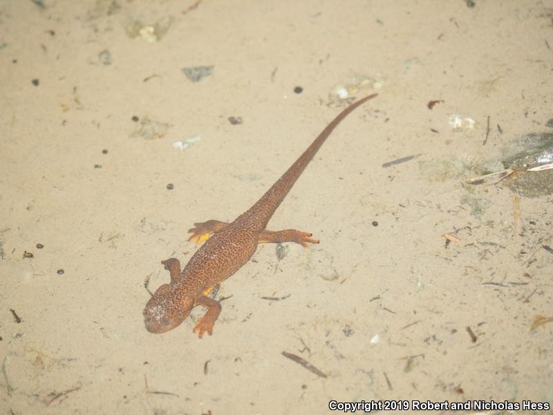 Rough-skinned Newt (Taricha granulosa)