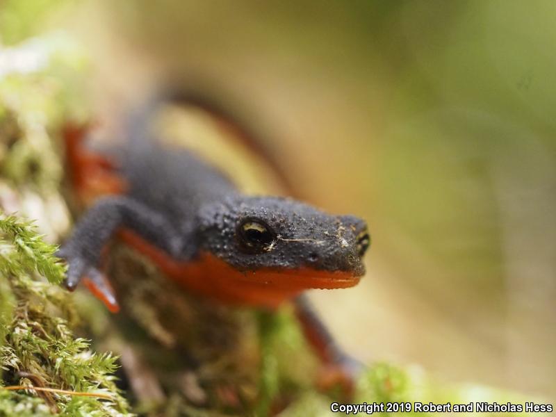 Rough-skinned Newt (Taricha granulosa)