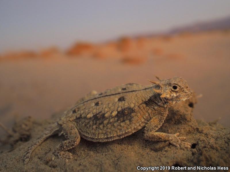 Flat-tailed Horned Lizard (Phrynosoma mcallii)