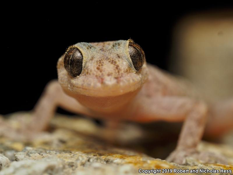 Peninsula Leaf-toed Gecko (Phyllodactylus nocticolus nocticolus)