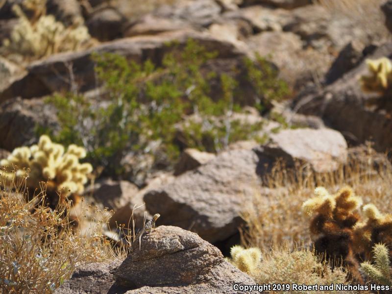 Baja California Collared Lizard (Crotaphytus vestigium)