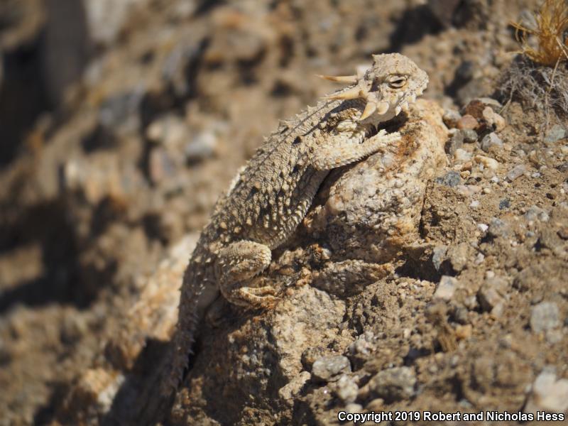 Flat-tailed Horned Lizard (Phrynosoma mcallii)