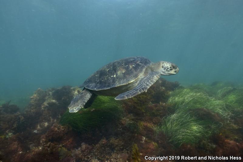 Green Sea Turtle (Chelonia mydas)