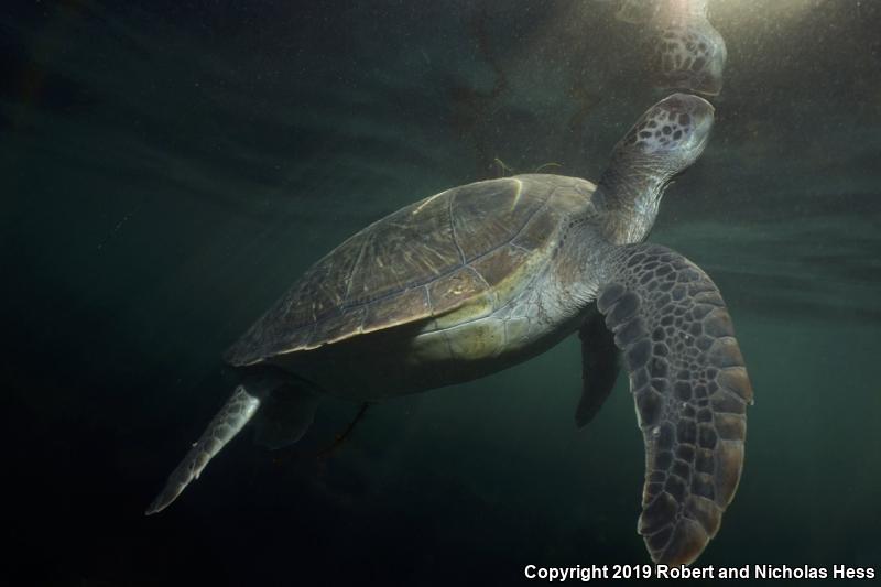 Green Sea Turtle (Chelonia mydas)