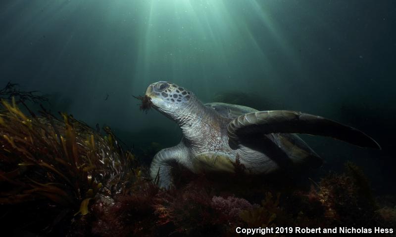 Green Sea Turtle (Chelonia mydas)