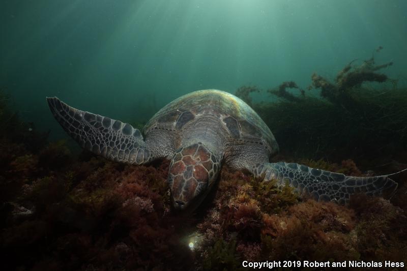 Green Sea Turtle (Chelonia mydas)