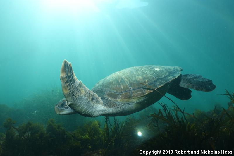 Green Sea Turtle (Chelonia mydas)