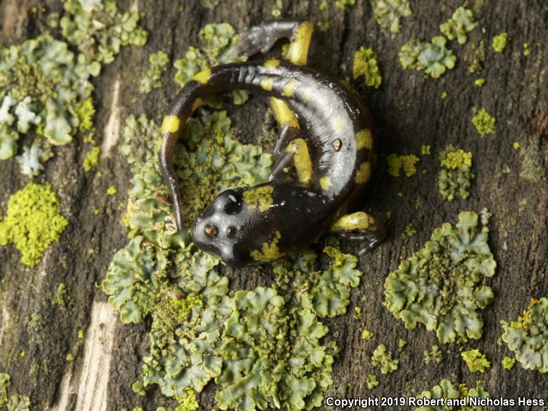 Yellow-blotched Ensatina (Ensatina eschscholtzii croceater)