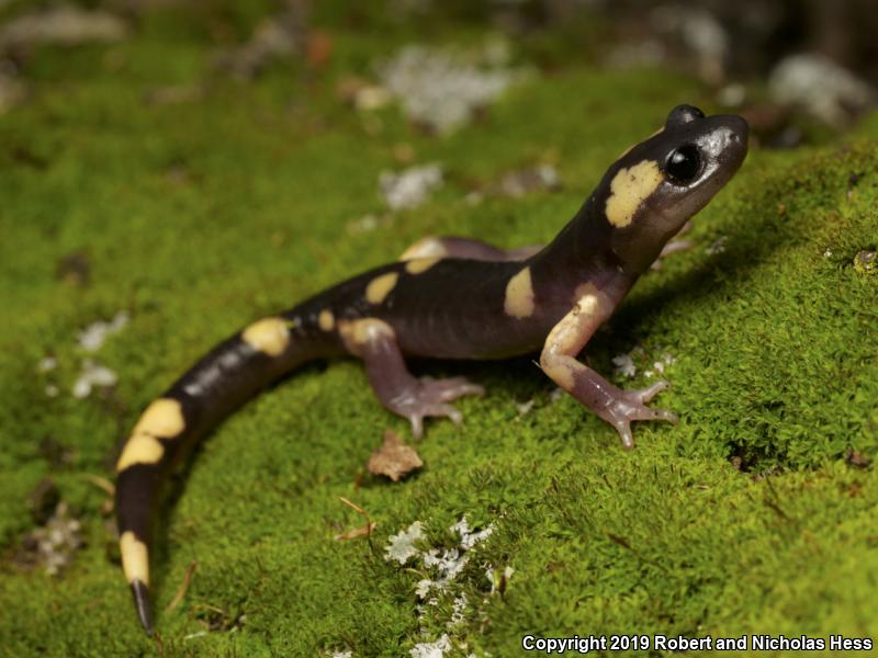 Yellow-blotched Ensatina (Ensatina eschscholtzii croceater)