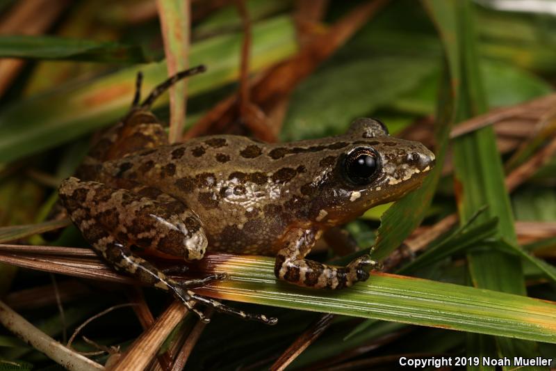 Southern Chorus Frog (Pseudacris nigrita)