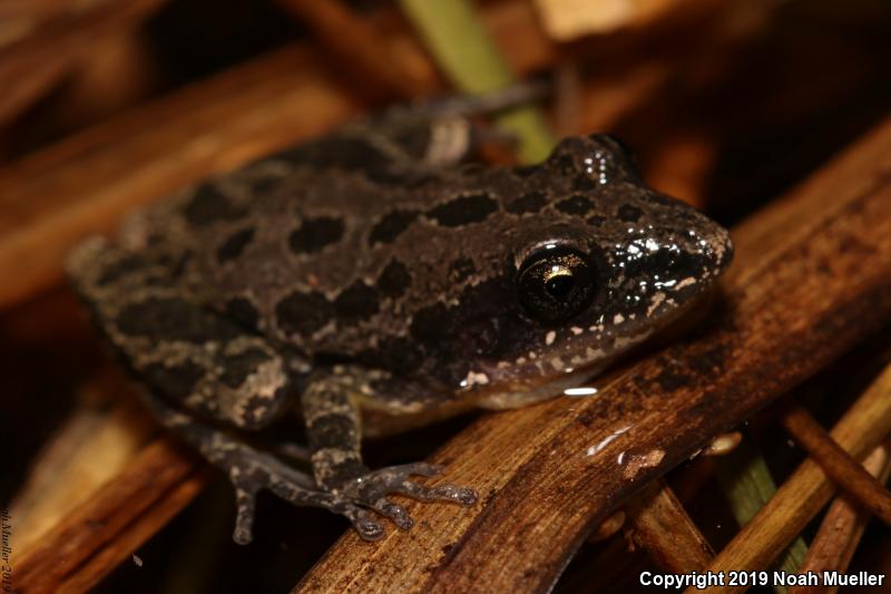 Southern Chorus Frog (Pseudacris nigrita)