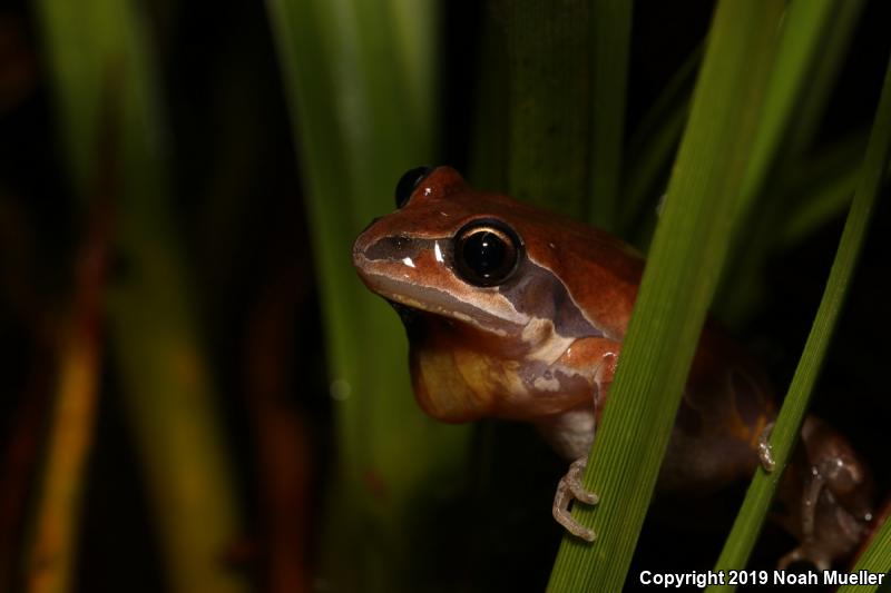 Ornate Chorus Frog (Pseudacris ornata)