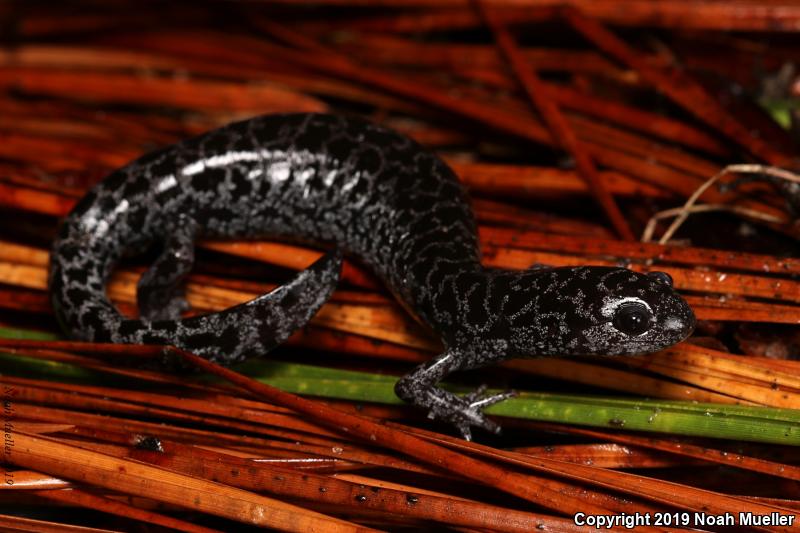 Frosted Flatwoods Salamander (Ambystoma cingulatum)