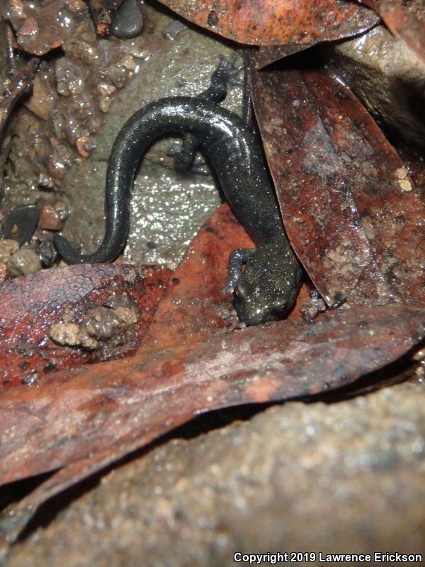 Santa Cruz Black Salamander (Aneides flavipunctatus niger)