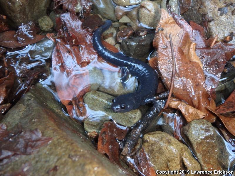 Santa Cruz Black Salamander (Aneides flavipunctatus niger)