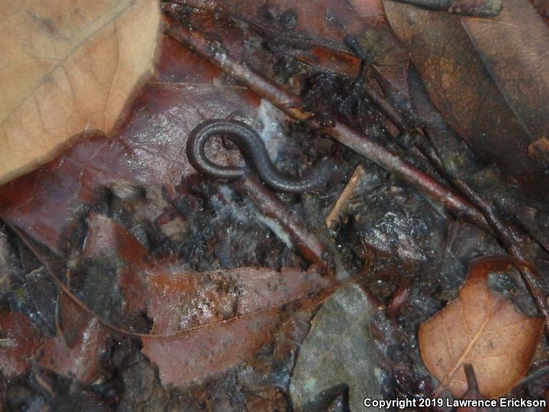 California Slender Salamander (Batrachoseps attenuatus)