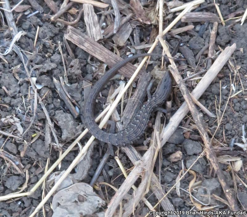 San Diego Alligator Lizard (Elgaria multicarinata webbii)