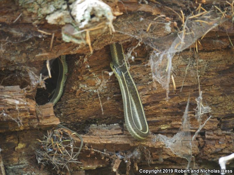 Coast Gartersnake (Thamnophis elegans terrestris)