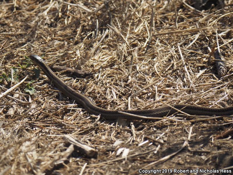 Coast Gartersnake (Thamnophis elegans terrestris)