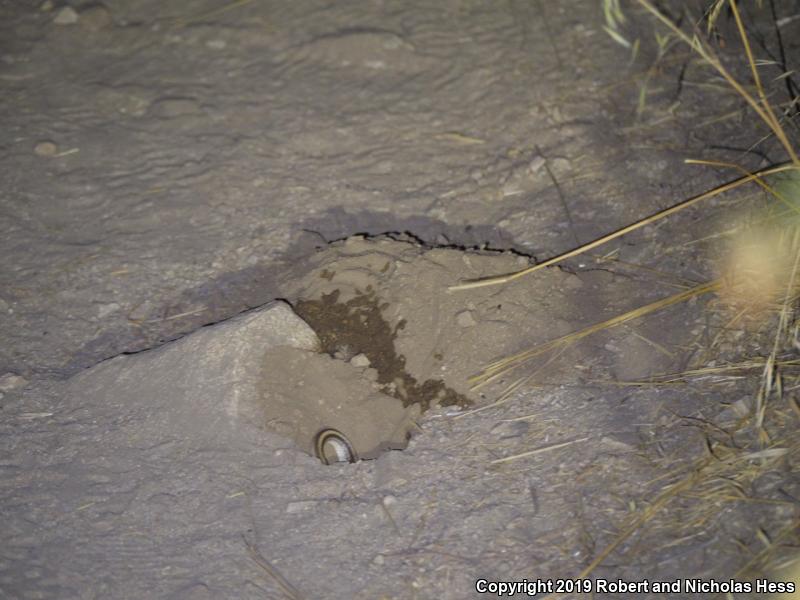 Coast Patch-nosed Snake (Salvadora hexalepis virgultea)