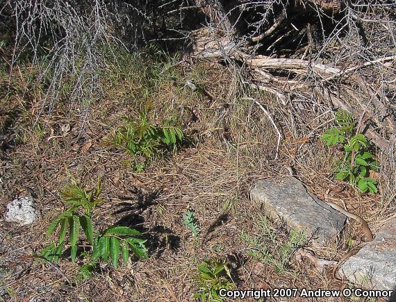 Western Yellow-bellied Racer (Coluber constrictor mormon)