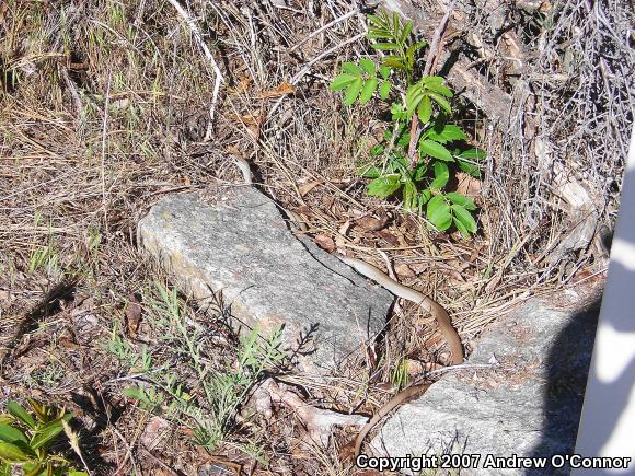 Western Yellow-bellied Racer (Coluber constrictor mormon)