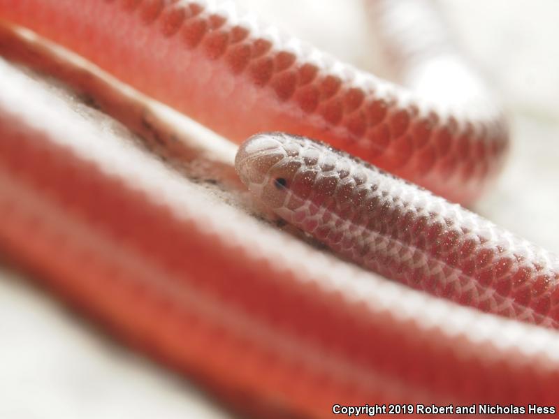 SouthWestern Threadsnake (Leptotyphlops humilis humilis)