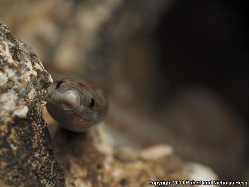 Coastal Rosy Boa (Lichanura trivirgata roseofusca)