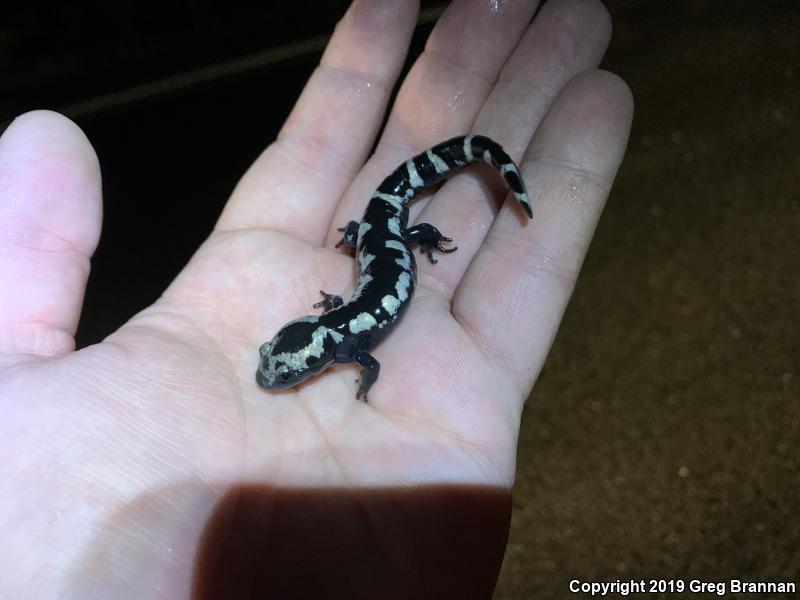 Marbled Salamander (Ambystoma opacum)