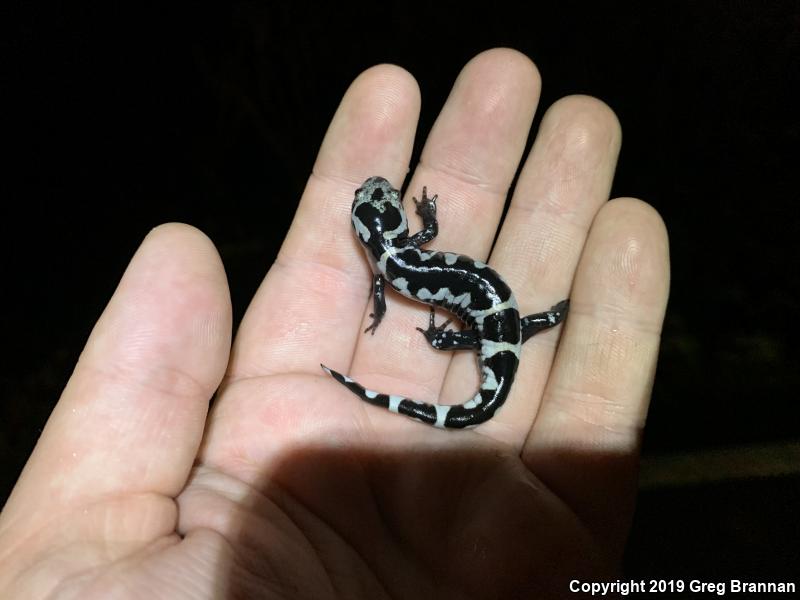 Marbled Salamander (Ambystoma opacum)