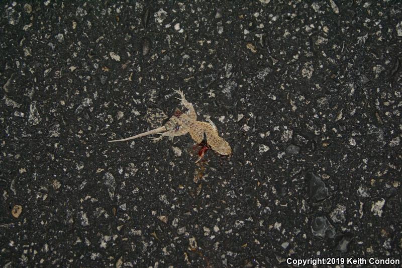 Nevada Side-blotched Lizard (Uta stansburiana nevadensis)