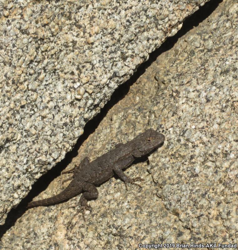 Great Basin Fence Lizard (Sceloporus occidentalis longipes)