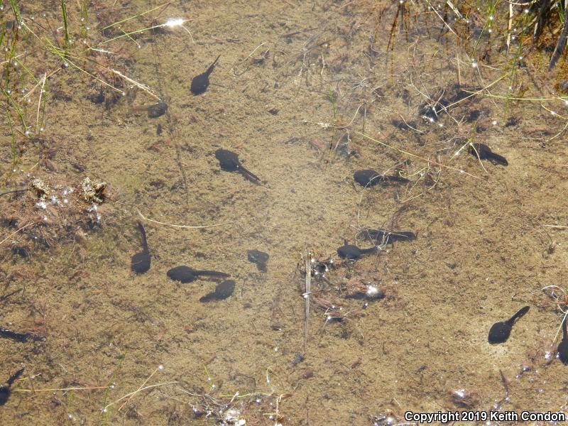 Yosemite Toad (Anaxyrus canorus)