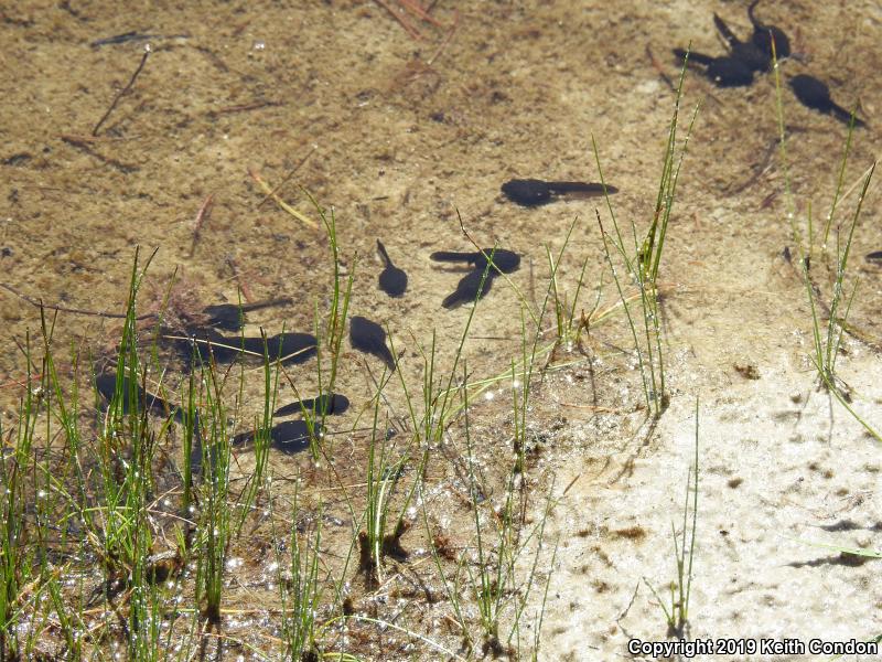 Yosemite Toad (Anaxyrus canorus)