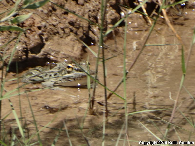 Rio Grande Leopard Frog (Lithobates berlandieri)