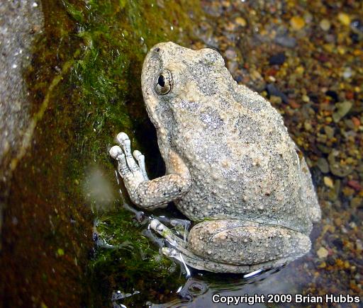 California Treefrog (Pseudacris cadaverina)