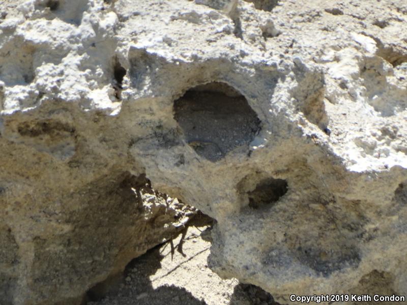 Nevada Side-blotched Lizard (Uta stansburiana nevadensis)